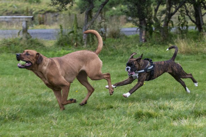 Lausaganga hunda á Drangsnesi
