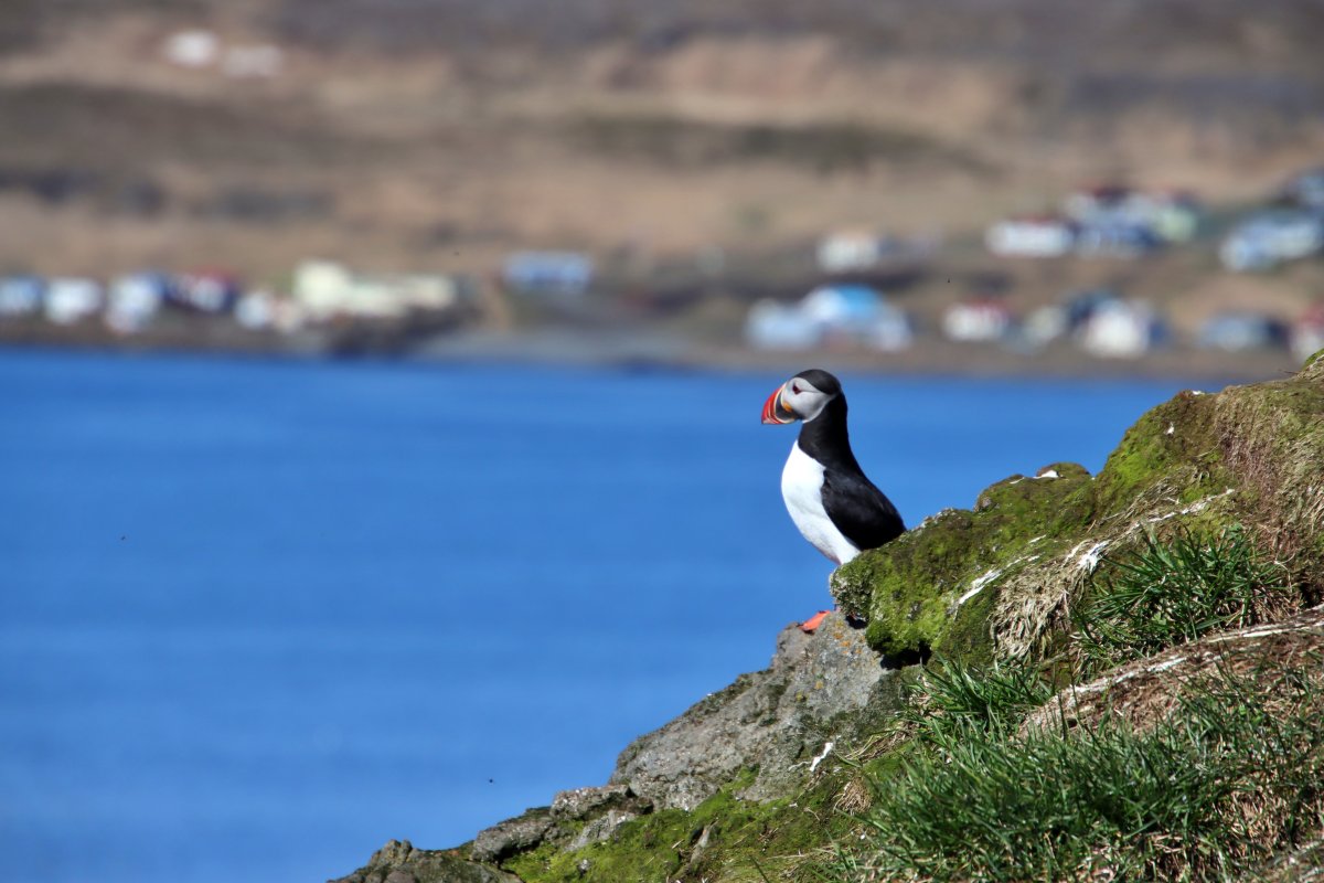 Viðburðadagatal Kaldrananeshrepps 2025